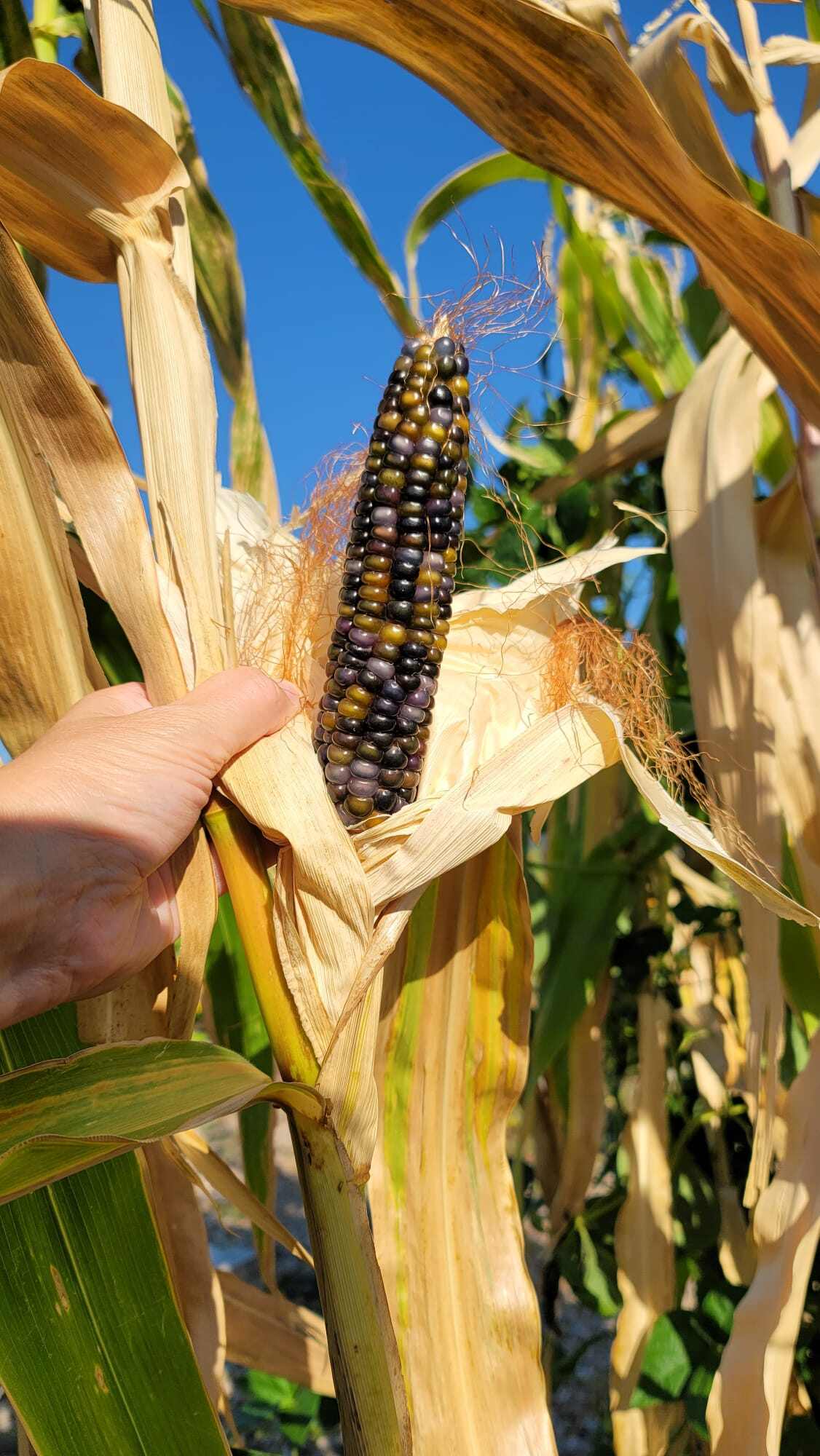 Corn stalk